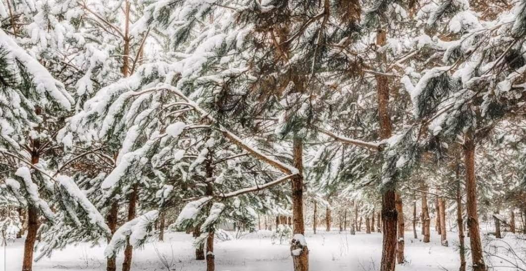 Sosnowy Raj Domki Nad Wkra Popielzyn Dolny Ngoại thất bức ảnh